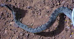 Dasypeltis fasciata