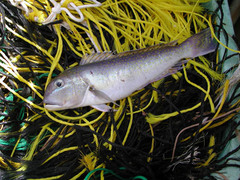 Tilefish photo 2