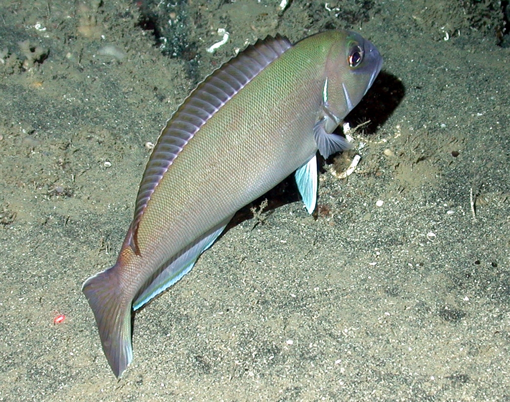 Golden Tilefish