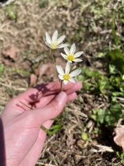 Nothoscordum bivalve