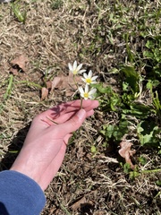 Nothoscordum bivalve