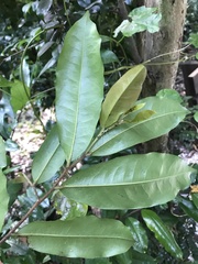 Polyalthia suberosa