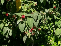 Cestrum elegans