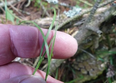 Microlaena stipoides