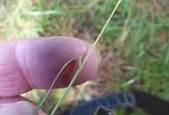 Microlaena stipoides