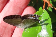 Hypolycaena philippus philippus