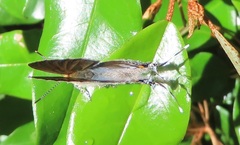 Hypolycaena philippus philippus