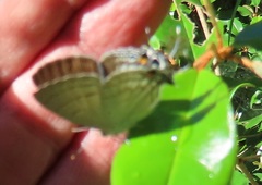 Hypolycaena philippus philippus