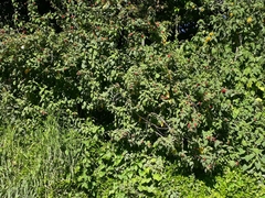 Cestrum elegans