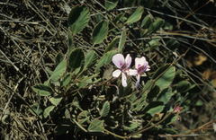 Pelargonium ovale