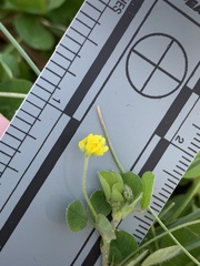 Medicago lupulina