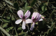 Pelargonium ovale