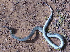 Dasypeltis fasciata