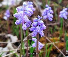 Muscari parviflorum