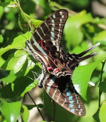Graphium colonna