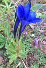 Gentiana