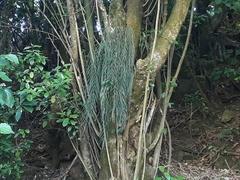 Asplenium flaccidum flaccidum