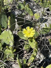 Opuntia drummondii