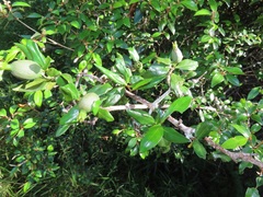 Hyperacanthus microphyllus