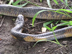 Naja savannula
