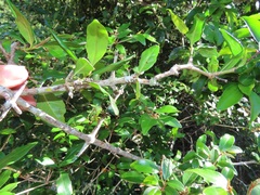 Hyperacanthus microphyllus