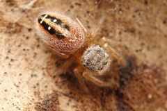 Phidippus pius