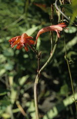 Watsonia angusta