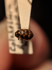 Anisosticta bitriangularis