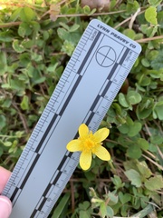 Ranunculus fascicularis