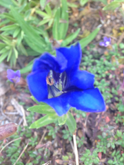 Gentiana
