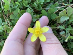 Ranunculus fascicularis