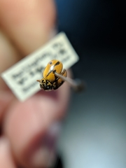 Mulsantina hudsonica