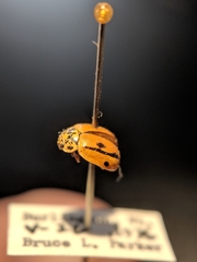 Mulsantina hudsonica