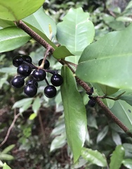 Polyalthia suberosa