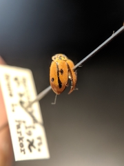 Mulsantina hudsonica