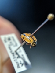 Mulsantina hudsonica