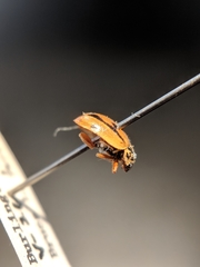 Mulsantina hudsonica