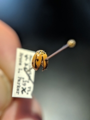 Mulsantina hudsonica