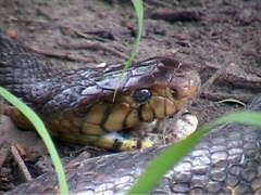Naja savannula