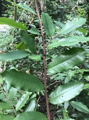 Polyalthia suberosa