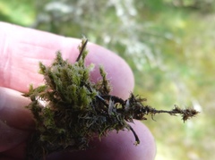 Racomitrium pruinosum