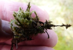 Racomitrium pruinosum