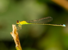 Ischnura capreolus