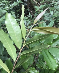 Polyalthia suberosa