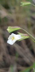Mimulus gracilis