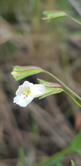 Mimulus gracilis