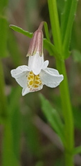 Mimulus gracilis