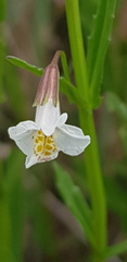 Mimulus gracilis