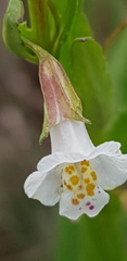 Mimulus gracilis