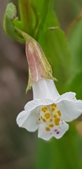 Mimulus gracilis